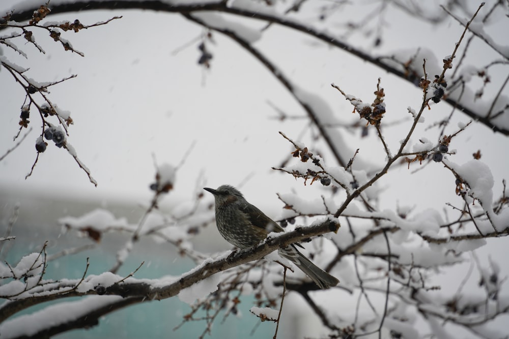 un uccello seduto su un ramo nella neve