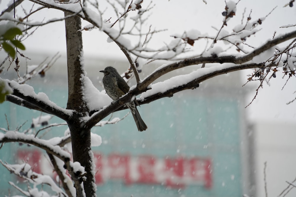 un uccello seduto su un ramo di un albero nella neve