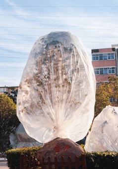 A large tree is wrapped in a transparent protective plastic cover, secured at the base. The background shows an urban environment with buildings and a clear blue sky.