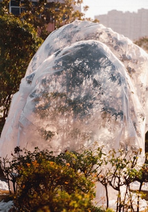 A group of plants or trees are covered with a transparent plastic sheet, which glistens in the sunlight. The plastic wrap creates a soft, diffused effect around the greenery, and the warm light casts gentle shadows and highlights on the surface.