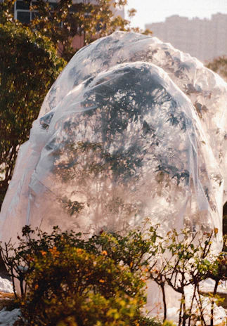 Plastic sheeting covering agricultural crops to shield them from frost and pests.