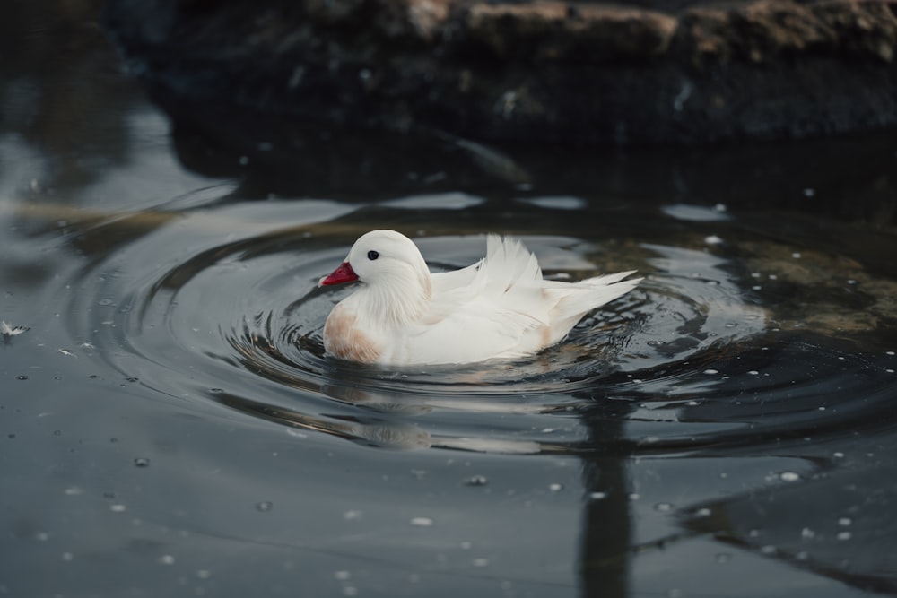 un canard blanc flottant au-dessus d’un plan d’eau