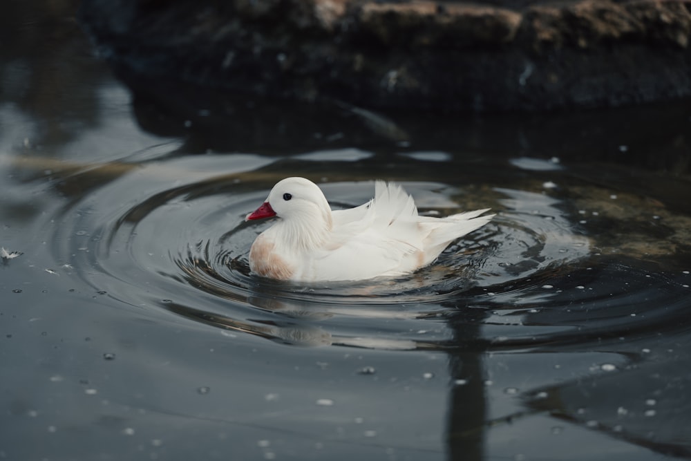 a white duck floating on top of a body of water