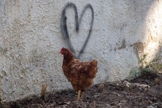 A brown chicken stands on the ground in front of a textured white wall with a black heart spray-painted on it.