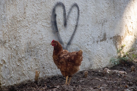 A brown chicken stands on the ground in front of a textured white wall with a black heart spray-painted on it.