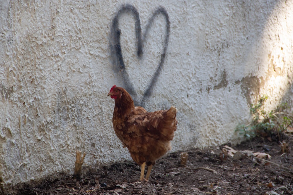 a chicken standing in front of a wall with a heart drawn on it