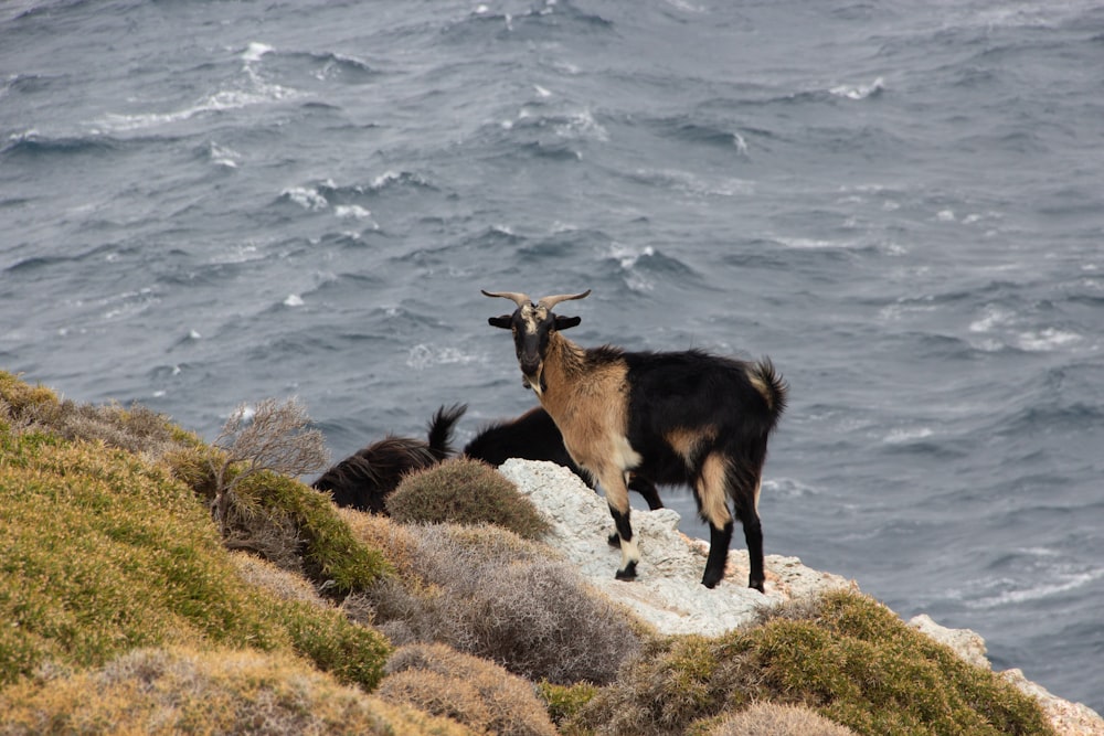 a goat standing on top of a rocky cliff next to the ocean