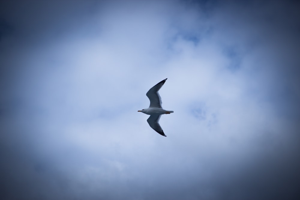 a seagull flying through a cloudy blue sky