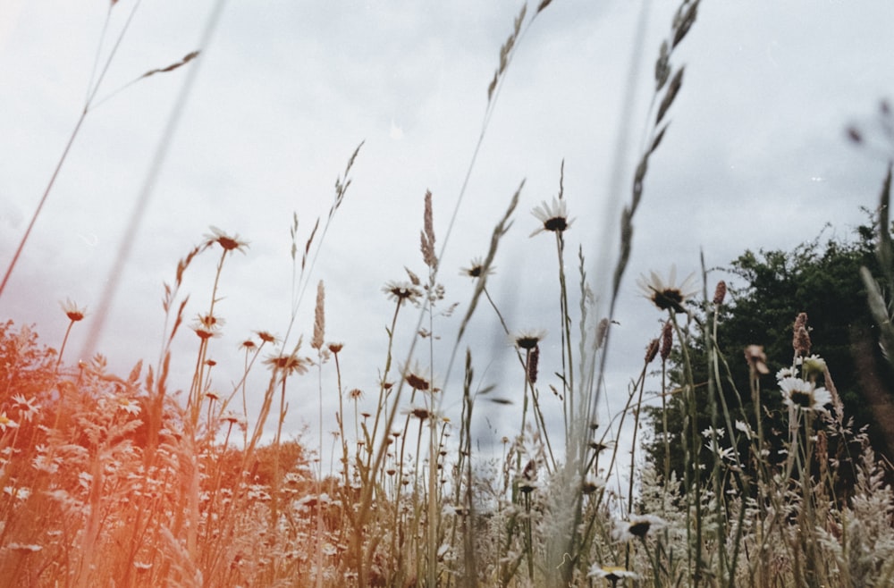 a field of tall grass with trees in the background