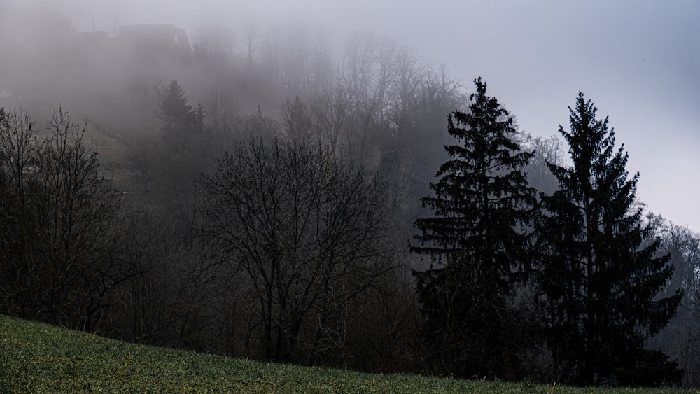 a foggy hillside with trees in the foreground