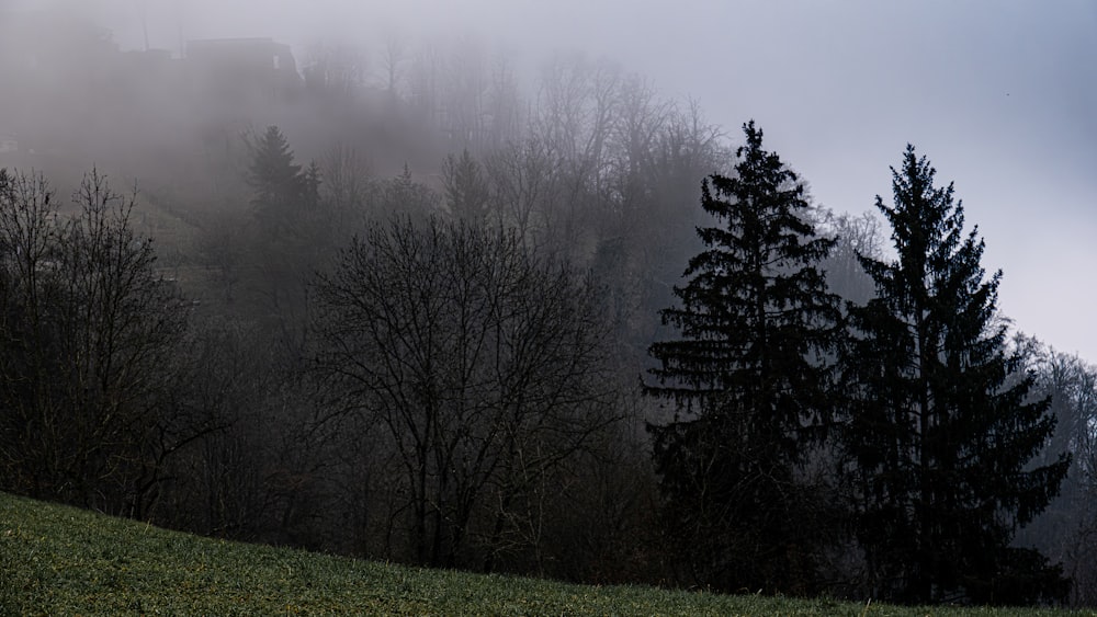 una collina nebbiosa con alberi in primo piano