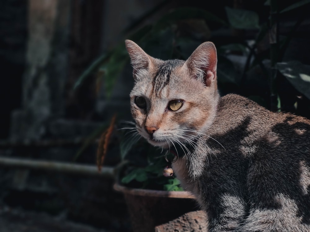 a close up of a cat near a potted plant