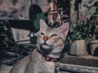 Siena wearing a stylish collar, sitting proudly in a sun-drenched garden.