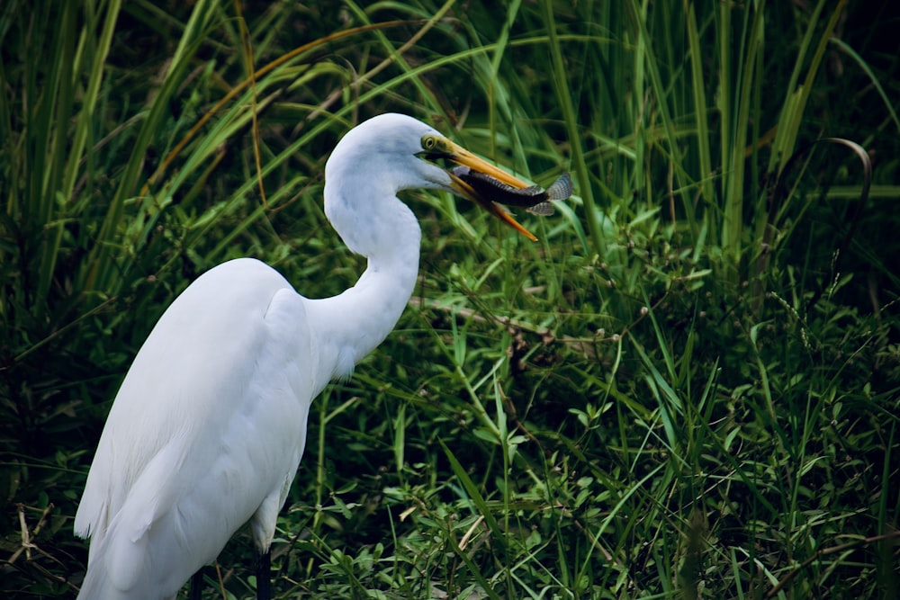 a white bird with a fish in its mouth