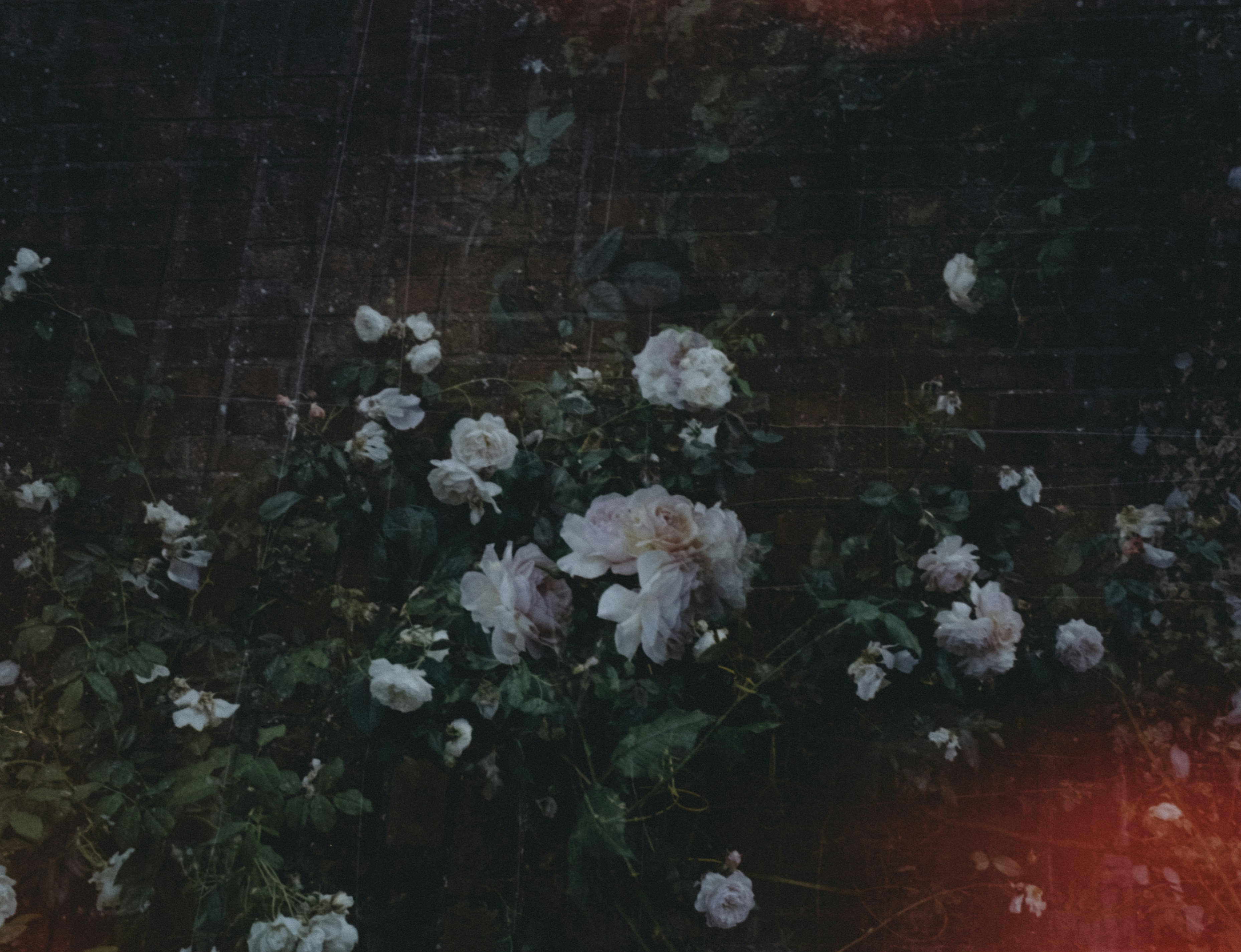 A bunch of white flowers on a brick wall photo – Free Roses Image on  Unsplash, image size:3000x2302