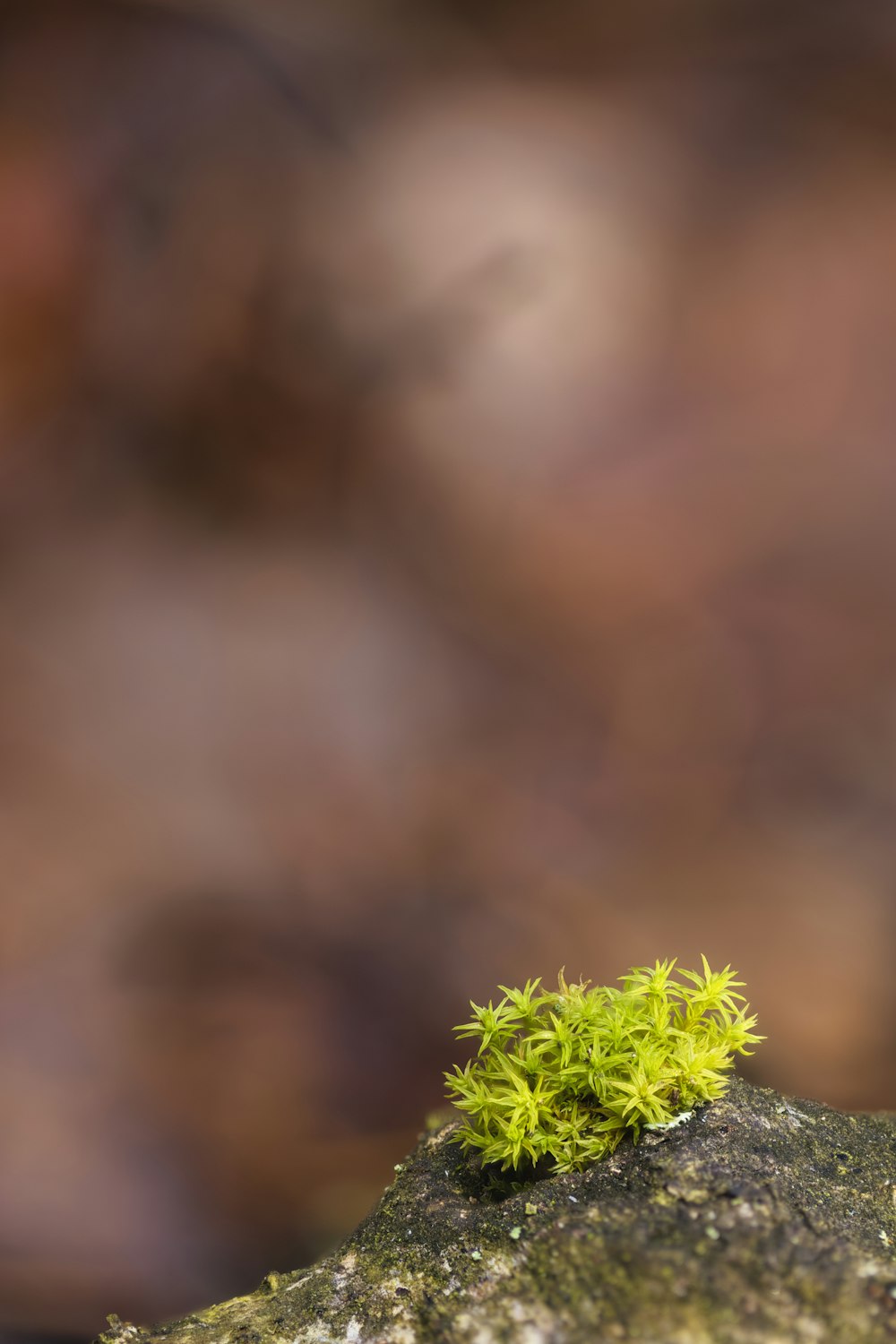 una piccola pianta verde seduta in cima a una roccia