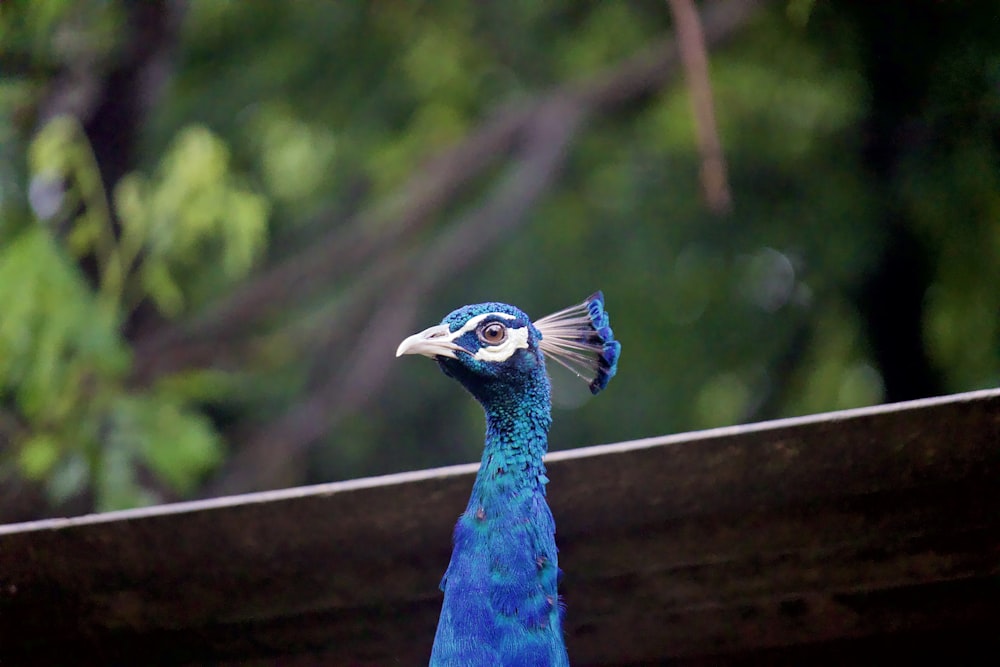 a blue bird is standing on a ledge