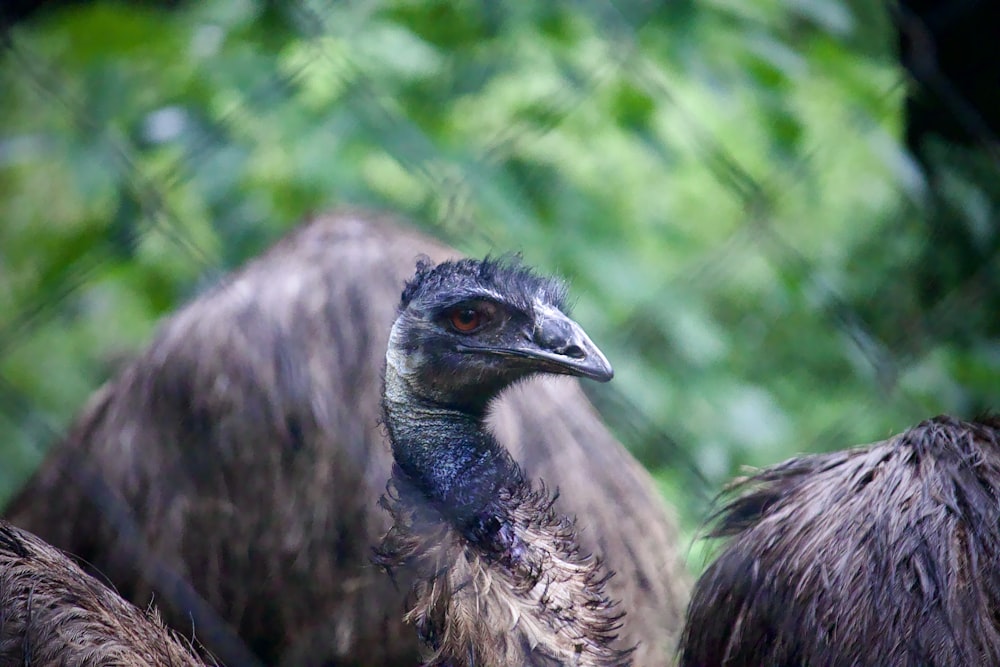 a close up of two birds near one another