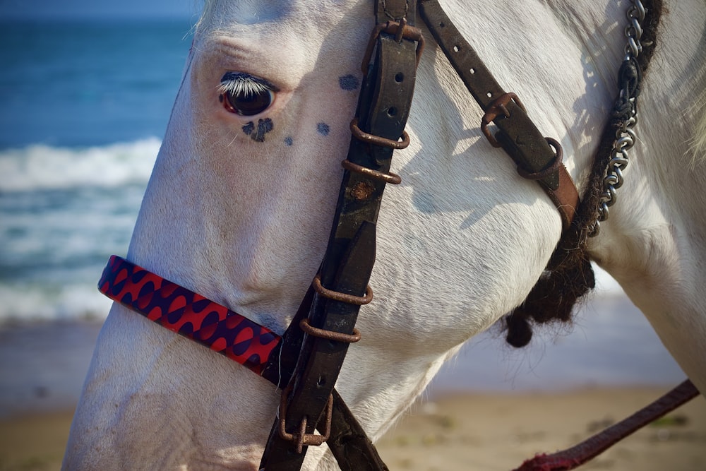 a close up of a white horse on a beach