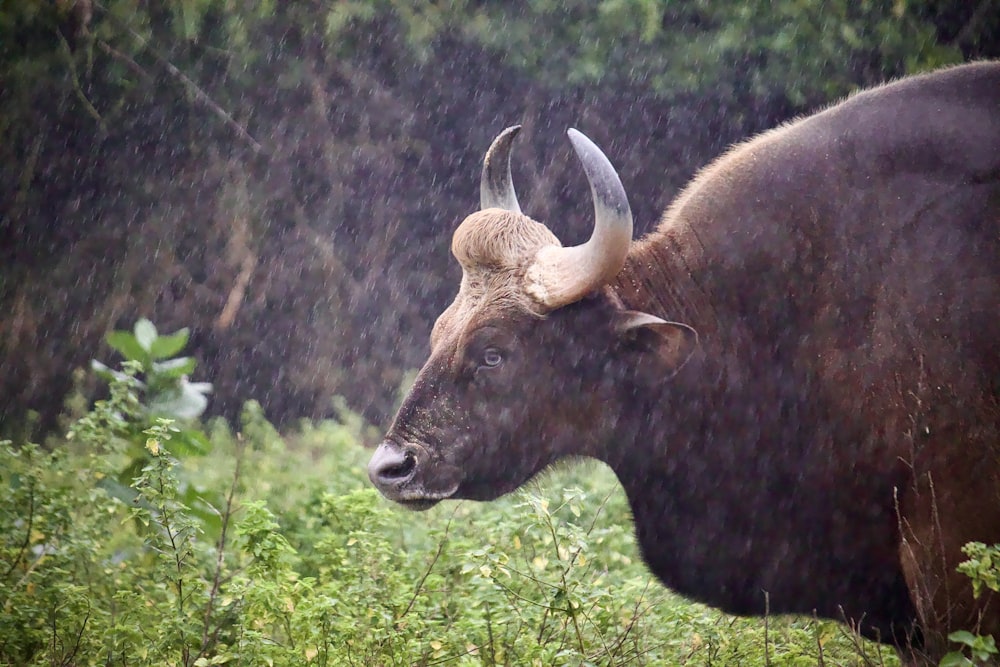 a bull with large horns standing in the rain
