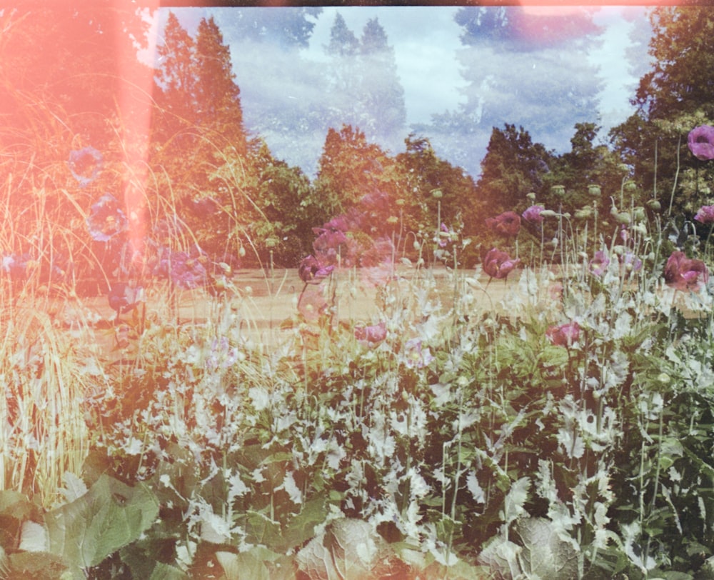 a picture of a field of flowers and trees