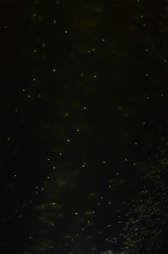 Simulation snapshot of scattering processes in quantum fields.