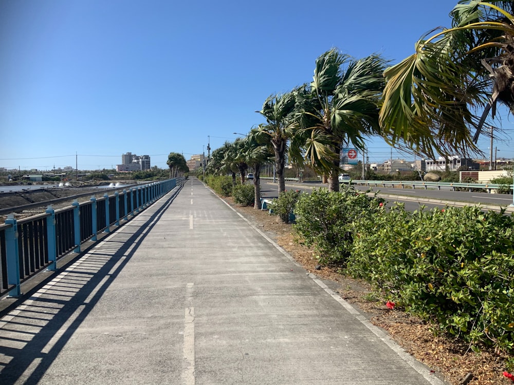 a long road with a row of palm trees next to it