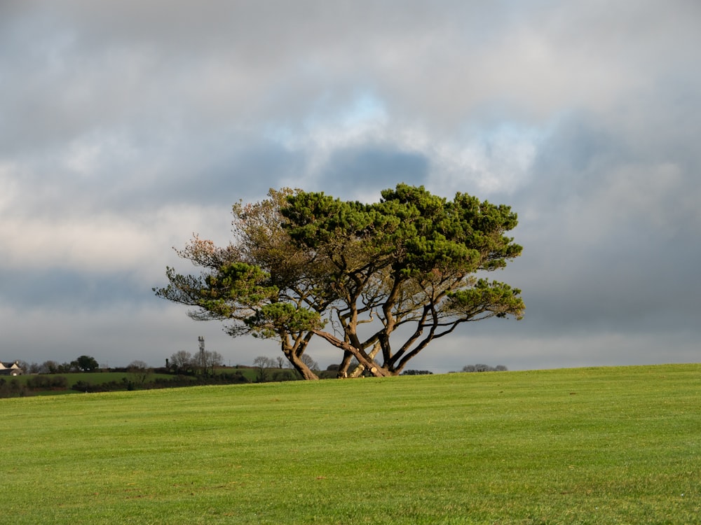 un árbol solitario en un campo cubierto de hierba bajo un cielo nublado