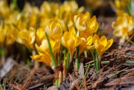 a group of yellow flowers growing out of the ground