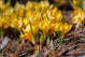a group of yellow flowers growing out of the ground