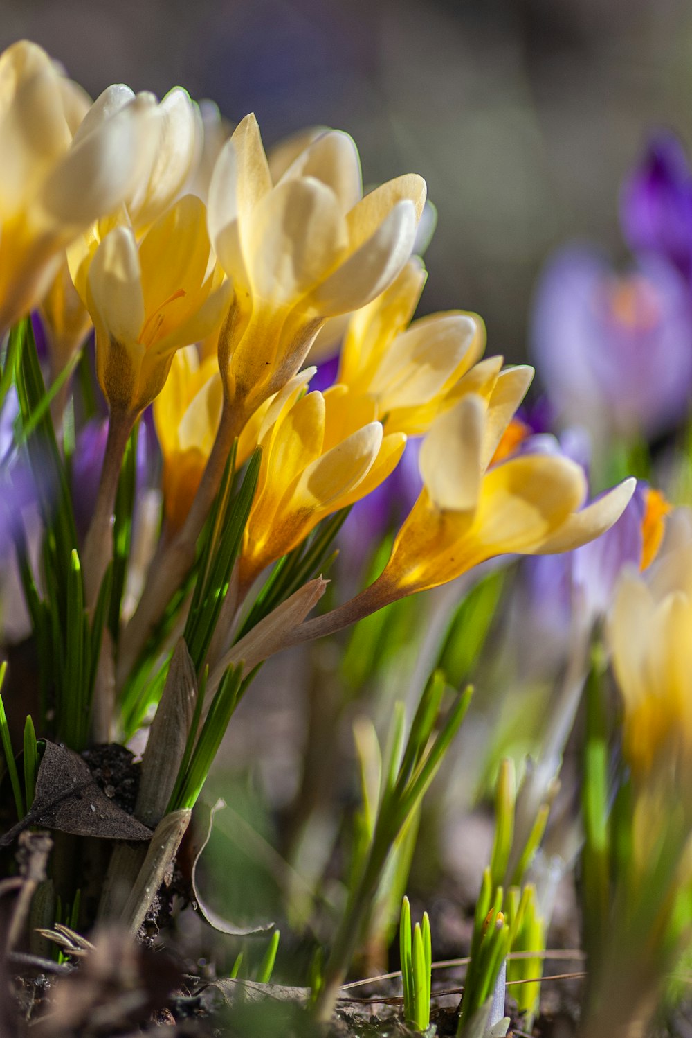 a bunch of yellow and purple flowers in the grass