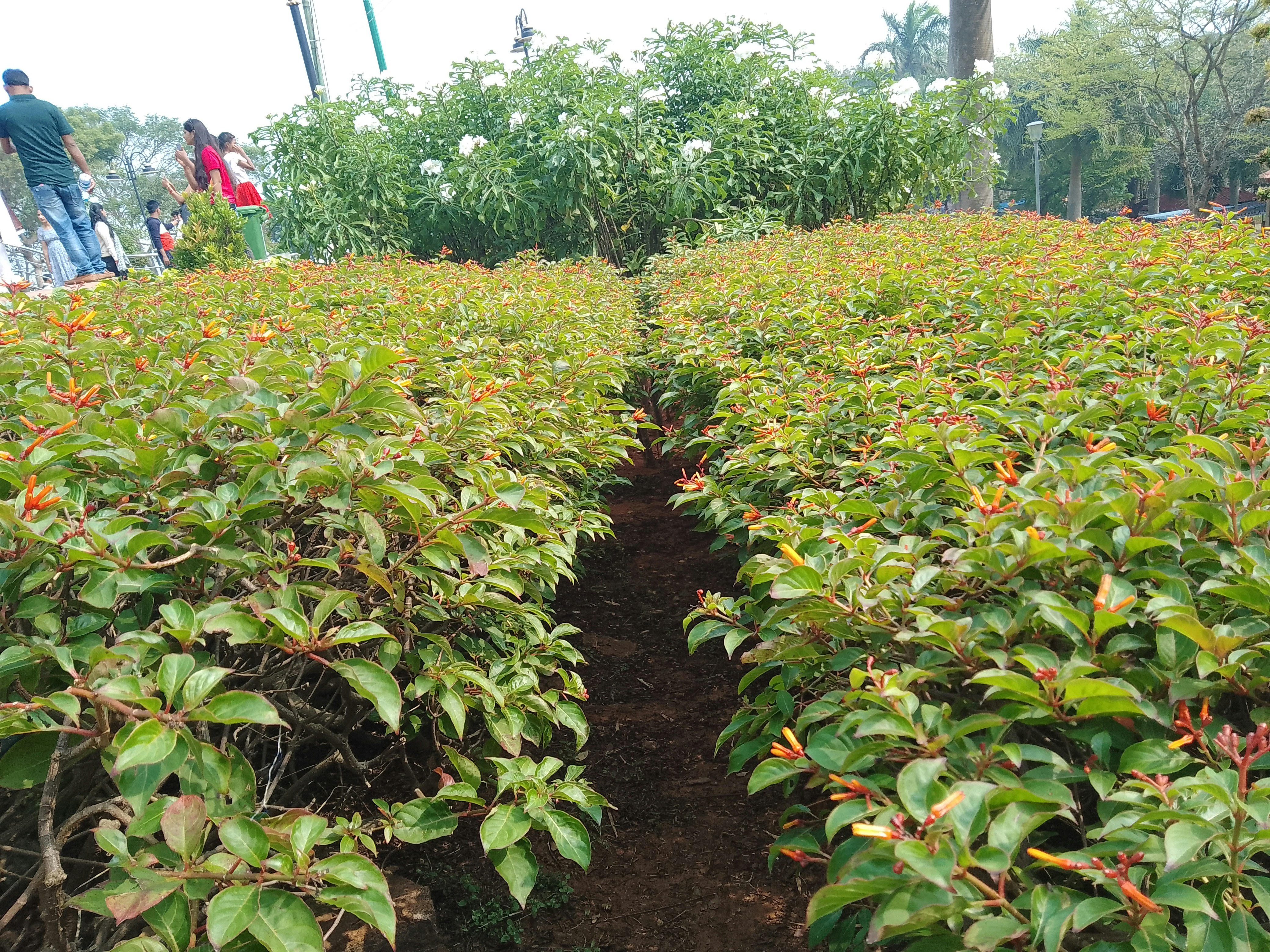 Photo by syed_fazlur_rahman