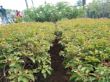 Rows of healthy shrubs neatly arranged in the Dharmika Lawn nursery.