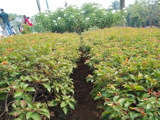 A garden featuring neatly arranged rows of lush green shrubs with small orange flowers. In the background, larger green plants with white flowers are visible, and people are walking around, enjoying the outdoor setting. Mature trees are dispersed around the area, contributing to the serene natural environment.