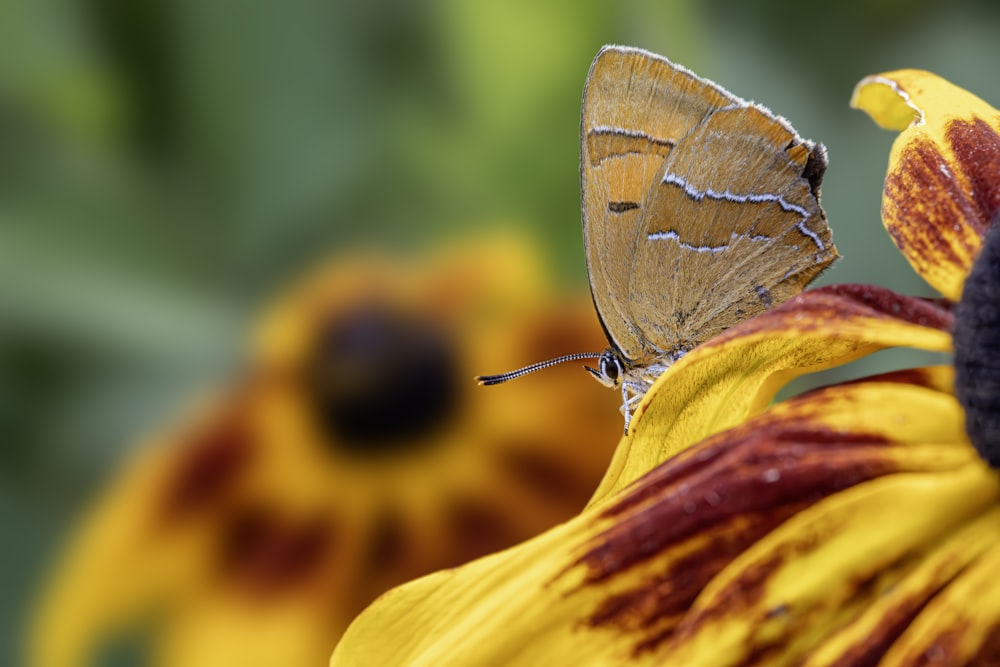 a brown butterfly sitting on top of a yellow flower