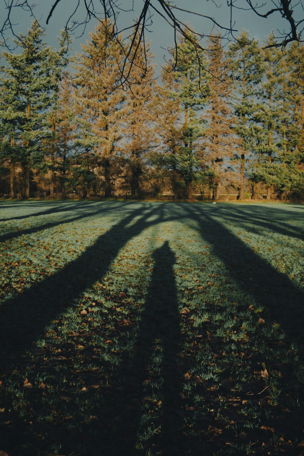 the shadow of two people standing in the grass