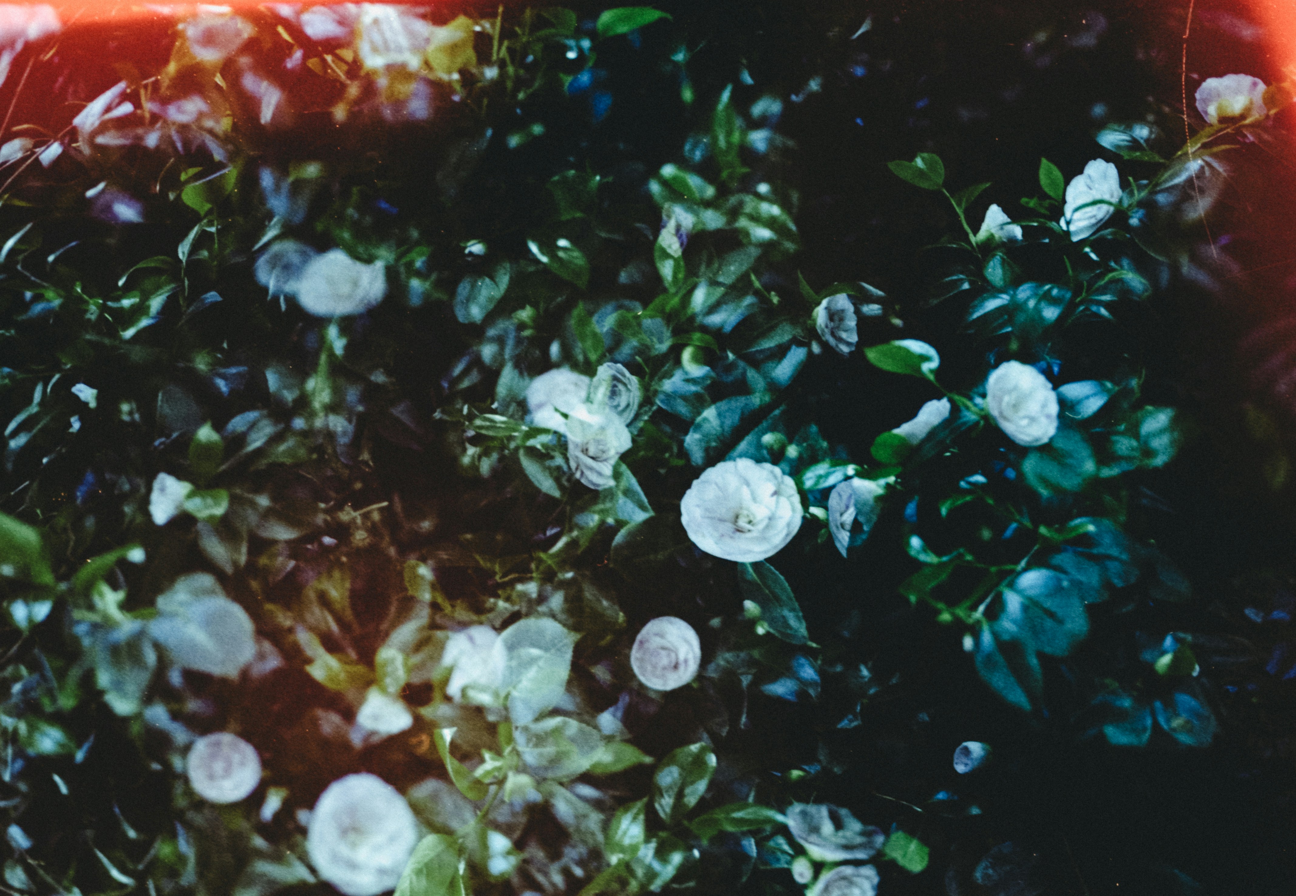 Photo by anniespratt