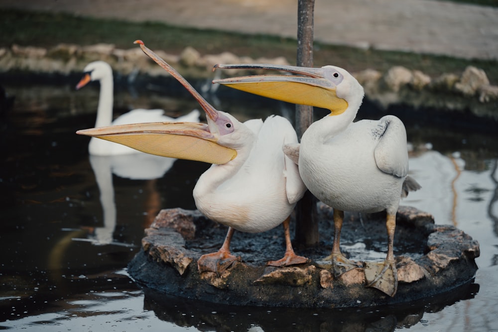 three pelicans are standing on a rock in the water