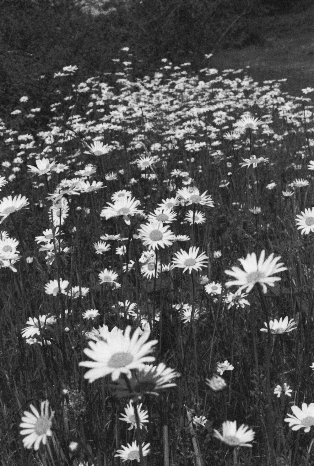 a black and white photo of a field of daisies