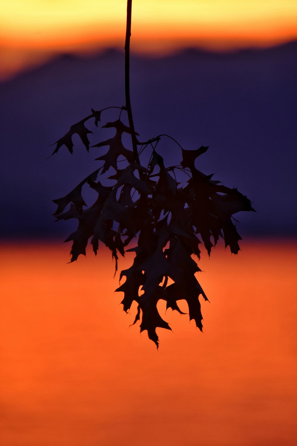 a tree branch with leaves in front of a sunset