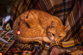 A cozy corner with a rescued cat curled up on a soft blanket inside a loving home.