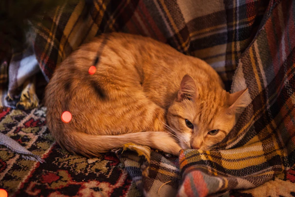 A cozy corner with a rescued cat curled up on a soft blanket inside a loving home.