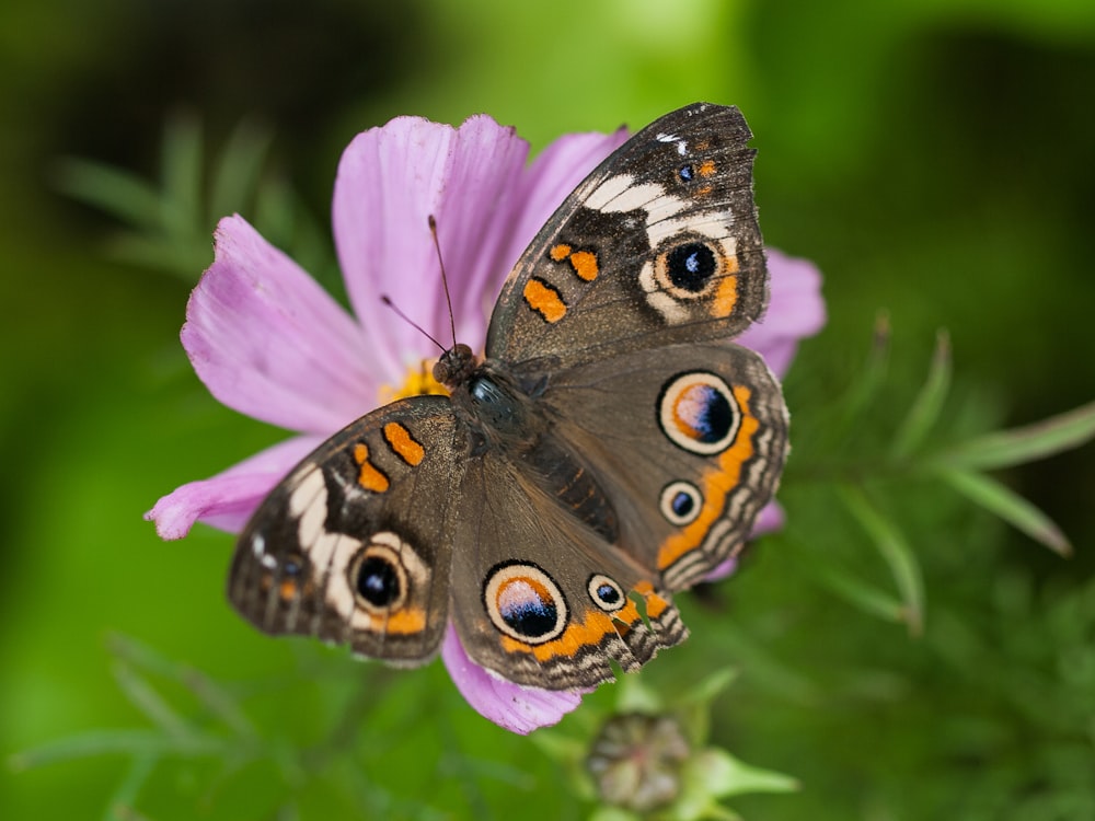 a close up of a butterfly on a flower