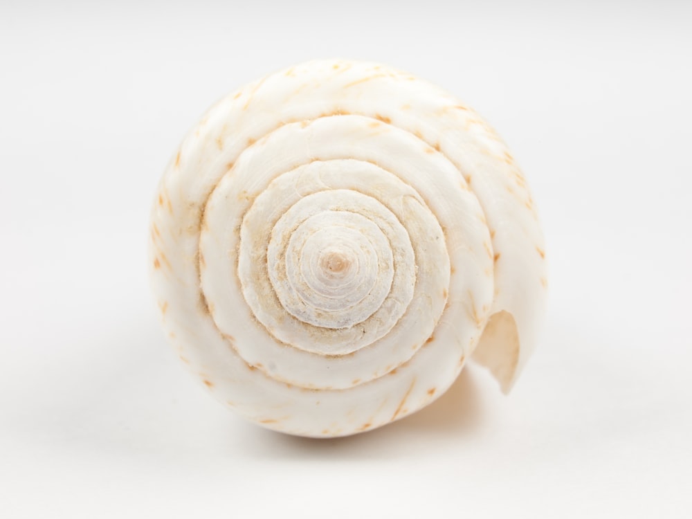a close up of a garlic shell on a white background