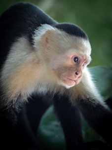 a small white and black monkey on a tree branch