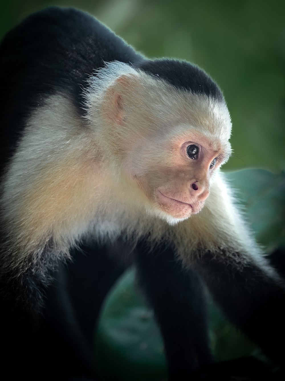 un petit singe blanc et noir sur une branche d’arbre