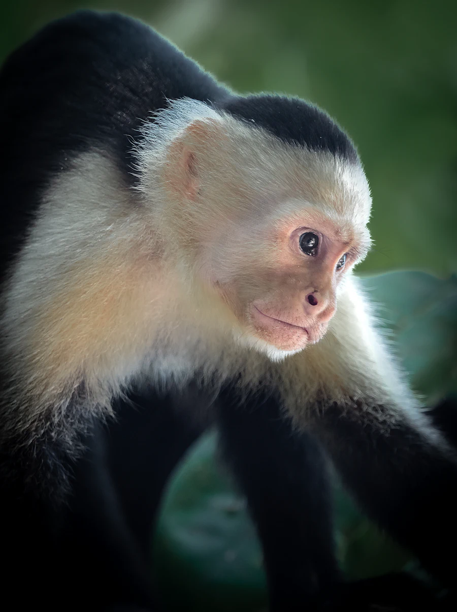 White-faced capuchin monkey in the forest