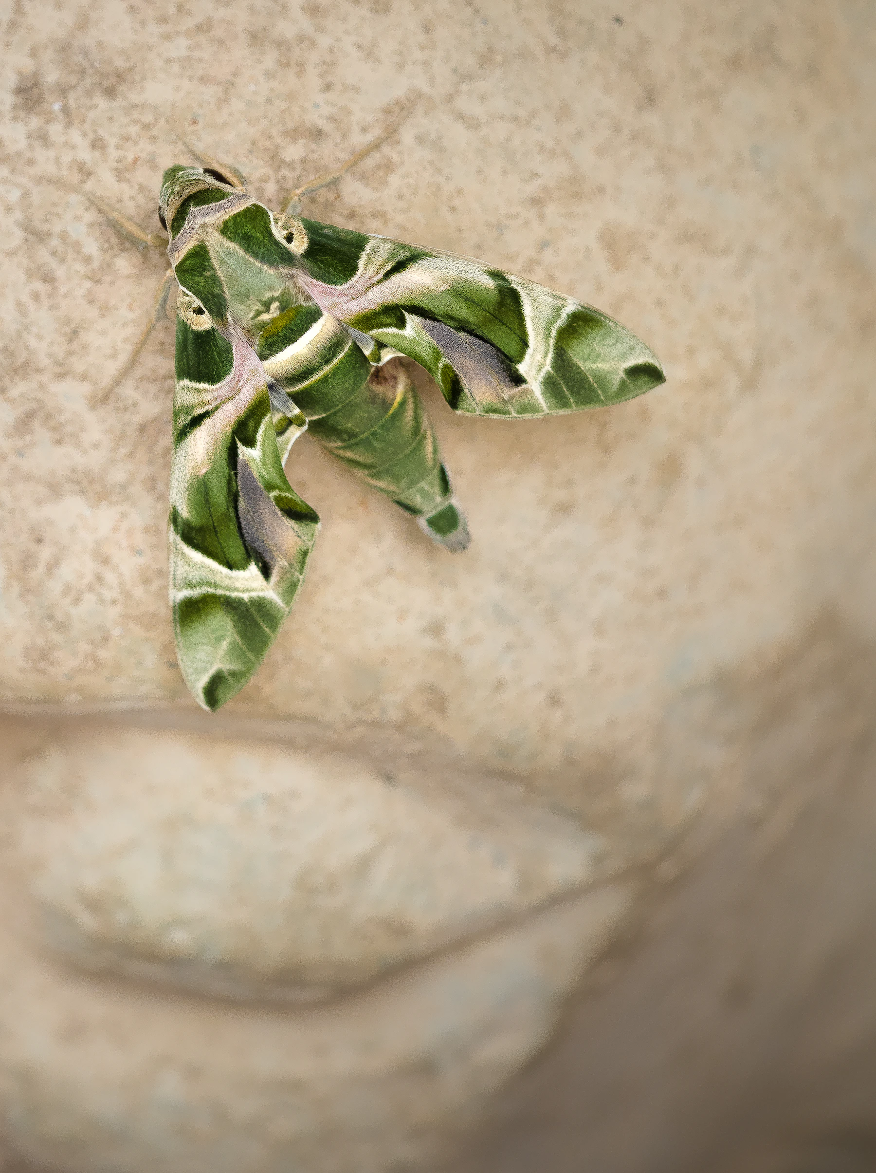 A hawk moth patterned in green and cream resting on pale stone
