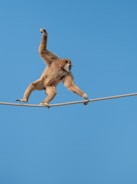 A monkey skillfully balances on a rope high against a clear blue sky, displaying agility and concentration.