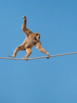A monkey skillfully balances on a rope high against a clear blue sky, displaying agility and concentration.